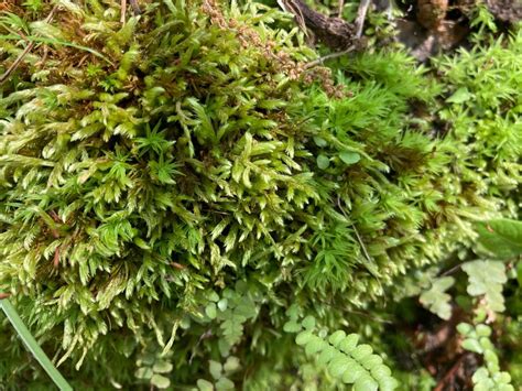 青苔哪裡找|Bryophytes – 中研院院區苔蘚地圖